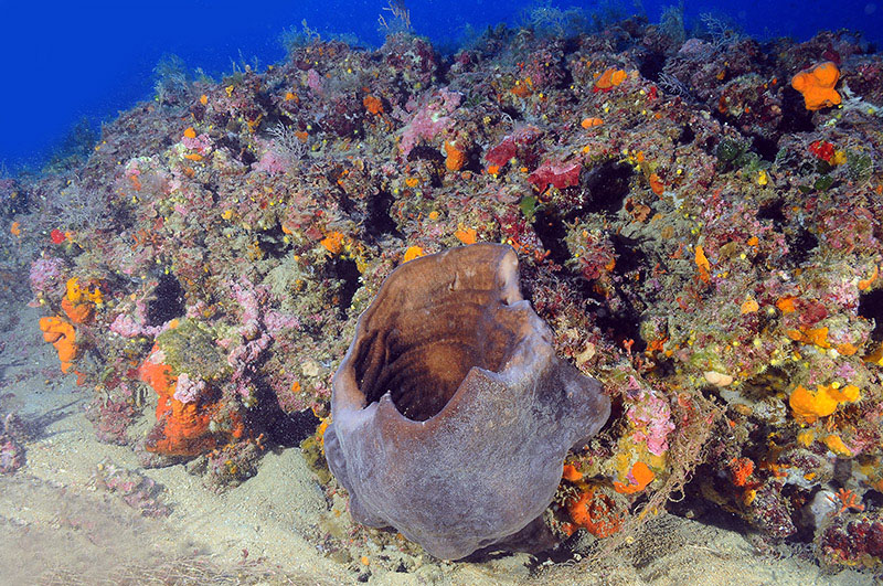 Sembra una spugna caraibica